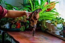 Natural Driftwood For Moss Terrarium, Miniature, Micro Landscape, Unique 12-11, Suitable For Both Live And Preserved Moss -Ncyp Garden Store IMG 2255 a281ccaf 035b 4af1 b298 abd578a0e79b