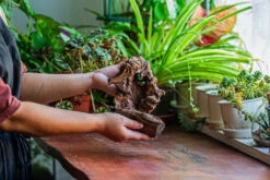 Natural Driftwood For Moss Terrarium, Miniature, Micro Landscape, Unique 12-11, Suitable For Both Live And Preserved Moss -Ncyp Garden Store IMG 2257 5861e57d c8b1 4341 a224 057fcb09074a