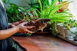 Natural Driftwood For Moss Terrarium, Miniature, Micro Landscape, Unique 12-11, Suitable For Both Live And Preserved Moss -Ncyp Garden Store IMG 2258 6cf77599 b920 4dcf 88fe 806eb6f52cb9