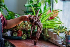 Natural Driftwood For Moss Terrarium, Miniature, Micro Landscape, Unique 12-29, Suitable For Both Live And Preserved Moss -Ncyp Garden Store IMG 2285