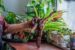 Natural Driftwood For Moss Terrarium, Miniature, Micro Landscape, Unique 12-29, Suitable For Both Live And Preserved Moss -Ncyp Garden Store IMG 2286