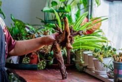 Natural Driftwood For Moss Terrarium, Miniature, Micro Landscape, Unique 12-29, Suitable For Both Live And Preserved Moss -Ncyp Garden Store IMG 2287