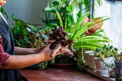 Natural Driftwood For Moss Terrarium, Miniature, Micro Landscape, Unique 12-29, Suitable For Both Live And Preserved Moss -Ncyp Garden Store IMG 2288