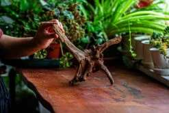 Natural Driftwood For Moss Terrarium, Miniature, Micro Landscape, Unique 12-5, Suitable For Both Live And Preserved Moss -Ncyp Garden Store IMG 2309