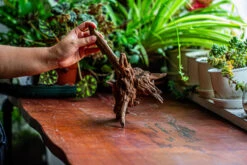 Natural Driftwood For Moss Terrarium, Miniature, Micro Landscape, Unique 12-5, Suitable For Both Live And Preserved Moss -Ncyp Garden Store IMG 2310