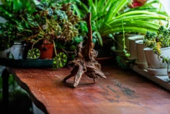 Natural Driftwood For Moss Terrarium, Miniature, Micro Landscape, Unique 12-5, Suitable For Both Live And Preserved Moss -Ncyp Garden Store IMG 2311