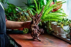 Natural Driftwood For Moss Terrarium, Miniature, Micro Landscape, Unique 12-27, Suitable For Both Live And Preserved Moss -Ncyp Garden Store IMG 2316