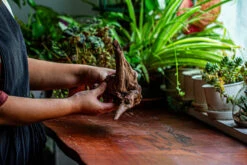 Natural Driftwood For Moss Terrarium, Miniature, Micro Landscape, Unique 12-27, Suitable For Both Live And Preserved Moss -Ncyp Garden Store IMG 2318