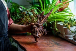 Natural Driftwood For Moss Terrarium, Miniature, Micro Landscape, Unique 12-27, Suitable For Both Live And Preserved Moss -Ncyp Garden Store IMG 2319