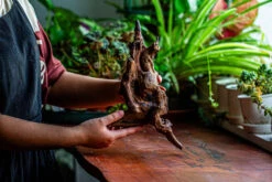 Natural Driftwood For Moss Terrarium, Miniature, Micro Landscape, Unique 12-27, Suitable For Both Live And Preserved Moss -Ncyp Garden Store IMG 2320