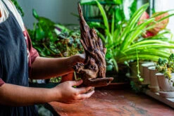 Natural Driftwood For Moss Terrarium, Miniature, Micro Landscape, Unique 12-27, Suitable For Both Live And Preserved Moss -Ncyp Garden Store IMG 2321 a4d2e4aa 077a 4fa9 a310 5b879ebd68ac