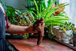 Natural Driftwood For Moss Terrarium, Miniature, Micro Landscape, Unique 12-14, Suitable For Both Live And Preserved Moss -Ncyp Garden Store IMG 2323