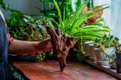 Natural Driftwood For Moss Terrarium, Miniature, Micro Landscape, Unique 12-14, Suitable For Both Live And Preserved Moss -Ncyp Garden Store IMG 2324