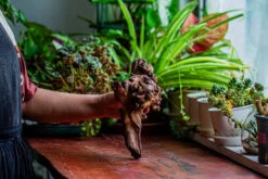 Natural Driftwood For Moss Terrarium, Miniature, Micro Landscape, Unique 12-14, Suitable For Both Live And Preserved Moss -Ncyp Garden Store IMG 2325