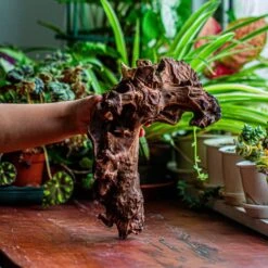 Natural Driftwood For Moss Terrarium, Miniature, Micro Landscape, Unique 12-17, Suitable For Both Live And Preserved Moss