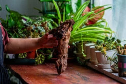 Natural Driftwood For Moss Terrarium, Miniature, Micro Landscape, Unique 12-17, Suitable For Both Live And Preserved Moss -Ncyp Garden Store IMG 2328