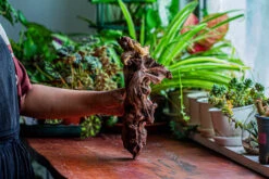 Natural Driftwood For Moss Terrarium, Miniature, Micro Landscape, Unique 12-17, Suitable For Both Live And Preserved Moss -Ncyp Garden Store IMG 2330