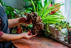 Natural Driftwood For Moss Terrarium, Miniature, Micro Landscape, Unique 12-17, Suitable For Both Live And Preserved Moss -Ncyp Garden Store IMG 2331