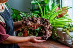 Natural Driftwood For Moss Terrarium, Miniature, Micro Landscape, Unique 12-17, Suitable For Both Live And Preserved Moss -Ncyp Garden Store IMG 2332