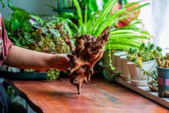 Natural Driftwood For Moss Terrarium, Miniature, Micro Landscape, Unique 12-21, Suitable For Both Live And Preserved Moss -Ncyp Garden Store IMG 2341