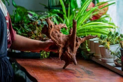 Natural Driftwood For Moss Terrarium, Miniature, Micro Landscape, Unique 12-21, Suitable For Both Live And Preserved Moss -Ncyp Garden Store IMG 2342