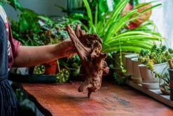 Natural Driftwood For Moss Terrarium, Miniature, Micro Landscape, Unique 12-21, Suitable For Both Live And Preserved Moss -Ncyp Garden Store IMG 2343