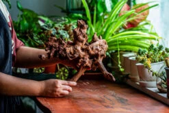 Natural Driftwood For Moss Terrarium, Miniature, Micro Landscape, Unique 12-21, Suitable For Both Live And Preserved Moss -Ncyp Garden Store IMG 2344