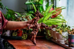 Natural Driftwood For Moss Terrarium, Miniature, Micro Landscape, Unique 12-24, Suitable For Both Live And Preserved Moss -Ncyp Garden Store IMG 2347