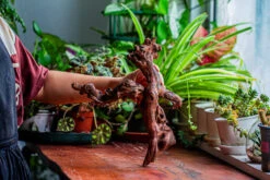 Natural Driftwood For Moss Terrarium, Miniature, Micro Landscape, Unique 12-24, Suitable For Both Live And Preserved Moss -Ncyp Garden Store IMG 2348