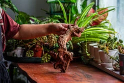 Natural Driftwood For Moss Terrarium, Miniature, Micro Landscape, Unique 12-2, Suitable For Both Live And Preserved Moss -Ncyp Garden Store IMG 2359