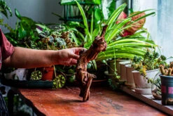 Natural Driftwood For Moss Terrarium, Miniature, Micro Landscape, Unique 12-2, Suitable For Both Live And Preserved Moss -Ncyp Garden Store IMG 2360 c8dba464 1f24 4477 82d7 272a94fc678a