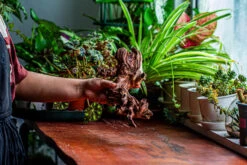 Natural Driftwood For Moss Terrarium, Miniature, Micro Landscape, Unique 12-2, Suitable For Both Live And Preserved Moss -Ncyp Garden Store IMG 2361