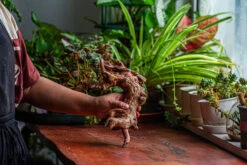 Natural Driftwood For Moss Terrarium, Miniature, Micro Landscape, Unique 12-2, Suitable For Both Live And Preserved Moss -Ncyp Garden Store IMG 2362 b0a61126 c7cd 45b2 92ad d44b3f814378