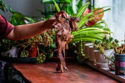 Natural Driftwood For Moss Terrarium, Miniature, Micro Landscape, Unique 12-9, Suitable For Both Live And Preserved Moss -Ncyp Garden Store IMG 2378