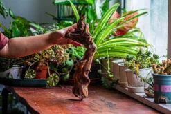 Natural Driftwood For Moss Terrarium, Miniature, Micro Landscape, Unique 12-9, Suitable For Both Live And Preserved Moss -Ncyp Garden Store IMG 2379