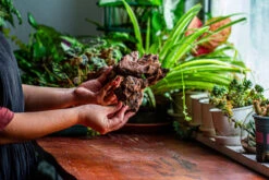 Natural Driftwood For Moss Terrarium, Miniature, Micro Landscape, Unique 12-9, Suitable For Both Live And Preserved Moss -Ncyp Garden Store IMG 2380