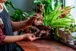 Natural Driftwood For Moss Terrarium, Miniature, Micro Landscape, Unique 12-9, Suitable For Both Live And Preserved Moss -Ncyp Garden Store IMG 2381