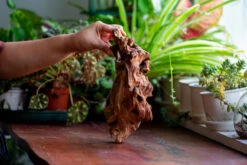 Natural Driftwood For Moss Terrarium, Miniature, Micro Landscape, Unique 12-69, Suitable For Both Live And Preserved Moss -Ncyp Garden Store IMG 2470 6c2954f8 41fe 4e6c 99de ac4bffb86b01