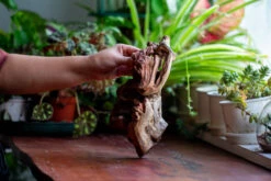 Natural Driftwood For Moss Terrarium, Miniature, Micro Landscape, Unique 12-69, Suitable For Both Live And Preserved Moss -Ncyp Garden Store IMG 2472 35453d28 c6eb 4156 8843 e45be3897af5