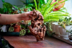 Natural Driftwood For Moss Terrarium, Miniature, Micro Landscape, Unique 12-69, Suitable For Both Live And Preserved Moss -Ncyp Garden Store IMG 2473 b2c33487 695e 447f 93b4 5bca44a14398