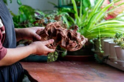 Natural Driftwood For Moss Terrarium, Miniature, Micro Landscape, Unique 12-69, Suitable For Both Live And Preserved Moss -Ncyp Garden Store IMG 2475 a5bd23d7 d6d0 4ec4 a1f4 a0995f5763ff