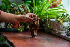 Natural Driftwood For Moss Terrarium, Miniature, Micro Landscape, Unique 12-52, Suitable For Both Live And Preserved Moss -Ncyp Garden Store IMG 2478 a9ce590b 4f50 4ca0 b35d 6ef941b390b4