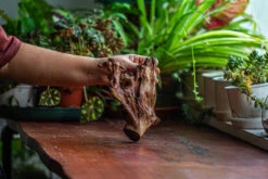 Natural Driftwood For Moss Terrarium, Miniature, Micro Landscape, Unique 12-52, Suitable For Both Live And Preserved Moss -Ncyp Garden Store IMG 2479