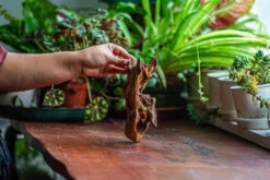 Natural Driftwood For Moss Terrarium, Miniature, Micro Landscape, Unique 12-52, Suitable For Both Live And Preserved Moss -Ncyp Garden Store IMG 2480