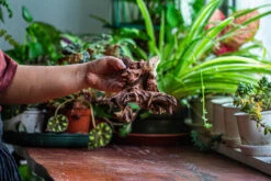 Natural Driftwood For Moss Terrarium, Miniature, Micro Landscape, Unique 12-52, Suitable For Both Live And Preserved Moss -Ncyp Garden Store IMG 2481