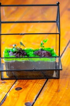 NCYP Simplified House Shape Glass Geometric Terrarium, With Side Door, With Mesh Vent Holes For Small Insects Pet -Ncyp Garden Store IMG 2486
