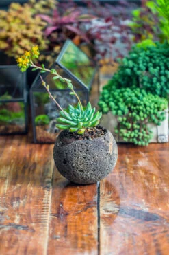 3 Units 8cm / 3.1" Round Black Horticultural Lava Rock Volcanic Rock Planter For Succulents, Moss, Tropical Palants, Terrariums -Ncyp Garden Store IMG 2650