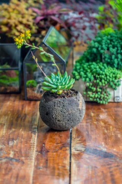 3 Units 8cm / 3.1" Round Black Horticultural Lava Rock Volcanic Rock Planter For Succulents, Moss, Tropical Palants, Terrariums -Ncyp Garden Store IMG 2651