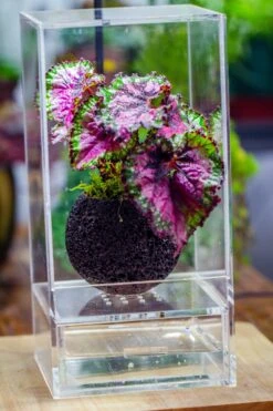 3 Units 10cm / 3.7" Round Red Horticultural Lava Rock Volcanic Rock Planter For Succulents, Moss, Tropical Palants, Terrariums -Ncyp Garden Store IMG 2661