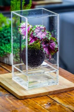 3 Units 10cm / 3.7" Round Red Horticultural Lava Rock Volcanic Rock Planter For Succulents, Moss, Tropical Palants, Terrariums -Ncyp Garden Store IMG 2662